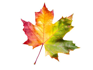 Obraz premium A vibrant, colorful maple leaf with hues of red, orange, yellow, and green, isolated on a black background.