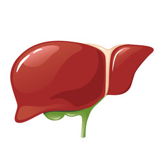 Liver internal human organ isolated