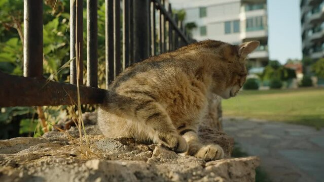 Outdoor Cat Stands Up and Indifferently Walks Away When Someone Tries to Pet It. Concept of Indifference to Actions.