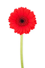 Beautiful red gerbera flower isolated on white, top view