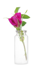 Beautiful rose in glass bottle isolated on white