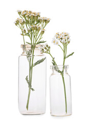 Obraz premium Yarrow flowers in glass bottles isolated on white