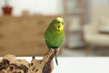 Pet parrot. Beautiful budgerigar sitting on snag on table indoors, space for text