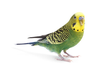 Beautiful bright parrot on white background. Exotic pet