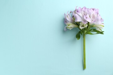 Beautiful alstroemeria flowers on light blue background, top view. Space for text