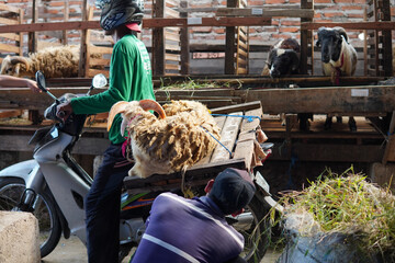 farmer deliver qurbani sheep for Eid al Adha