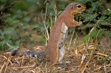 Spermophile, Citellus townsendi, Kenya