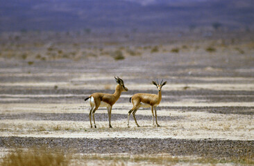 Gazelle dorcas, Gazella dorcas
