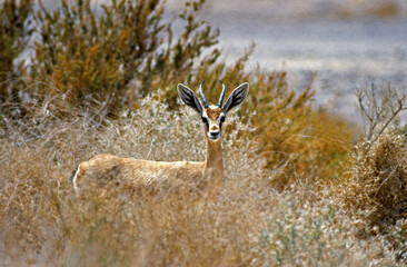 Gazelle dorcas, Gazella dorcas