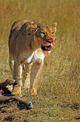 Lionne, Panthera leo, Parc national du Serengeti, Tanzanie