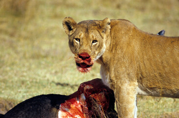 Lionne, Panthera leo, Parc national du Serengeti, Tanzanie