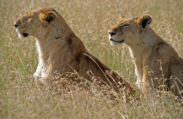 Lionne, Panthera leo, Kenya