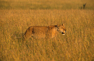 Lionne, Panthera leo, Kenya