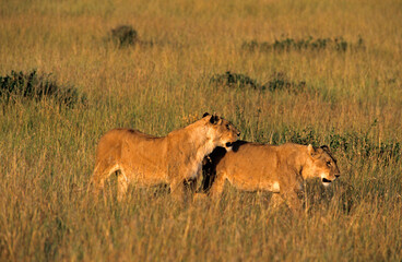 Lionne, Panthera leo, Kenya