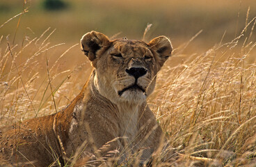 Lionne, Panthera leo, Kenya