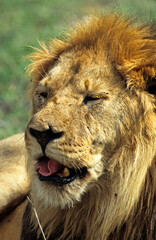 Lion, Panthera leo