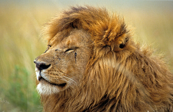 Lion, Panthera leo