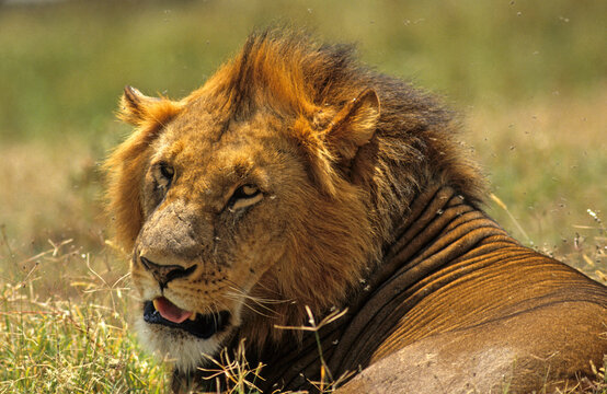 Lion, Panthera leo