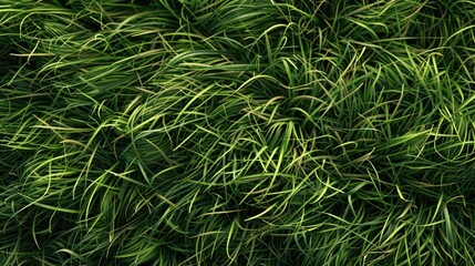 Fototapeta premium Texture of green grass utilized as a backdrop