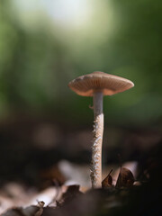 Wald Impressionen, Eindrücke Entdeckungen, einzelner heller Pilz