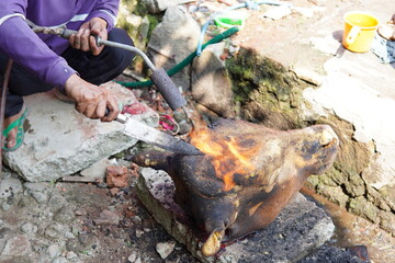 Obraz premium someone burns cow hair using fire