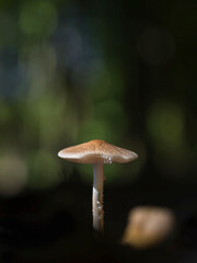 Wald Impressionen, Eindrücke Entdeckungen, einzelner heller Pilz