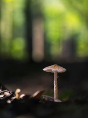 Wald Impressionen, Eindrücke Entdeckungen, einzelner heller Pilz