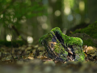 Wald Impressionen, Eindrücke Entdeckungen