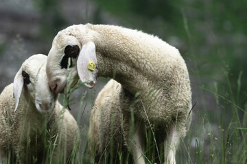sheep stands in a lush green meadow. Its woolly coat is fluffy and white, and it gazes calmly at...