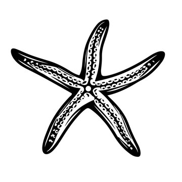recommend clip art: Starfish