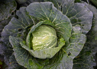 The farmer's cabbage field is about to be harvested. It looks fresh and delicious.