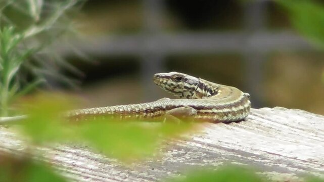 sand lizard sunning at a wooden plank