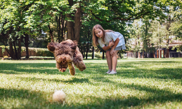 Joyful girl playing fetch with her energetic Maltipoo in lush park. Dog, captured mid-run with ears flapping, eagerly chases after tennis ball. Sunlight filters through trees during perfect day.