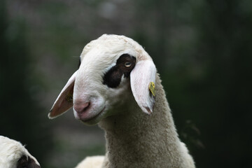 Obraz premium sheep stands in a lush green meadow. Its woolly coat is fluffy and white, and it gazes calmly at the camera with its gentle, dark eyes.