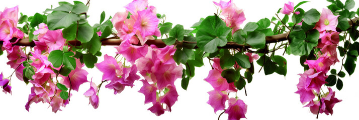 flores colgadas de vigas de madera.
Hermosas flores de buganvilla colgantes y hojas verdes sobre una barra de madera aislada sobre un fondo transparente, en formato de archivo PNG con fondo blanco