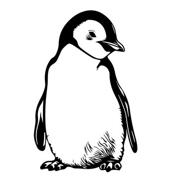 recommend clip art: Baby Emperor Penguin