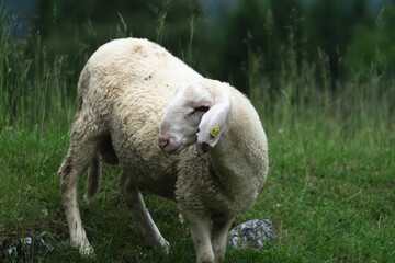 sheep stands in a lush green meadow. Its woolly coat is fluffy and white, and it gazes calmly at the camera with its gentle, dark eyes.