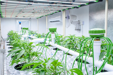 Modern cannabis cultivation greenhouse with cannabis plants in white pots and solar panels and automatic watering system for modern marijuana cultivation concept.