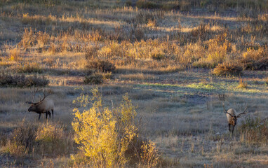 Bull Elk rutting in Autumn in Wyoming