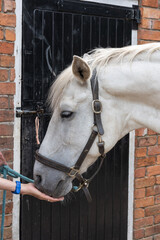 Side view of a white horse in a halter