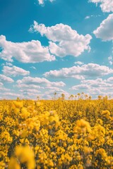 Obraz premium A bright yellow field of flowers against a clear blue sky