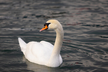 Photographie d'un cygne du Lac de Côme