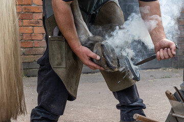 Close up of a farrier at work shoeing a horse