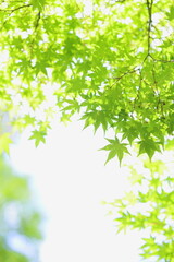 新緑のカエデ　白背景