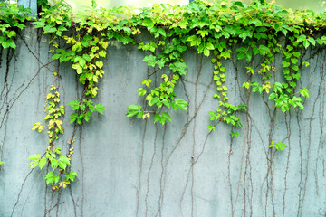 Ivy Creeper colorful leaves on a wall of a house