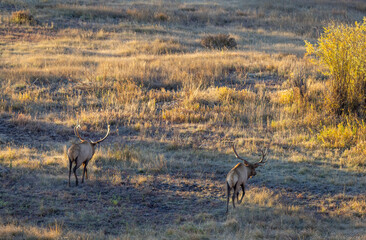 Bull Elk rutting in Autumn in Wyoming