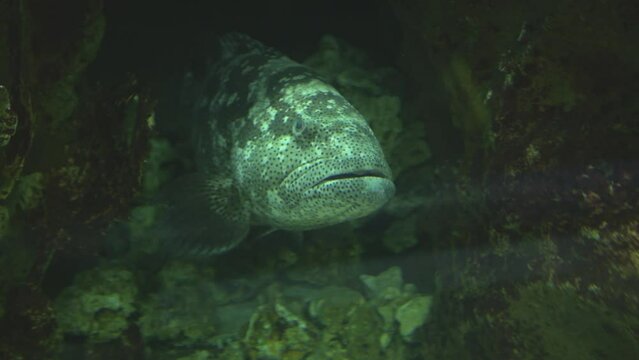 A large groper fish is gracefully swimming among the rocks in a dimly lit aquarium