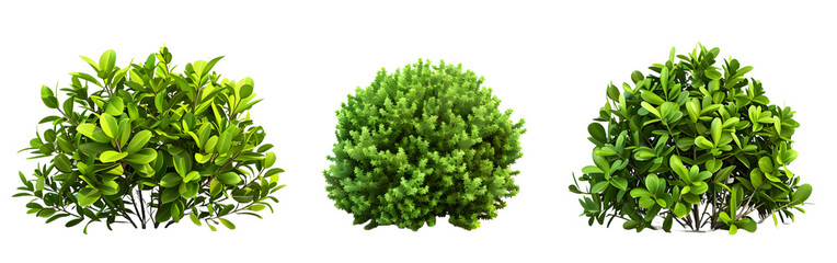 Set of 3 Shrubs Isolated on a Transparent Background