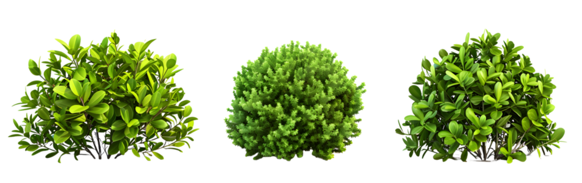 Set of 3 Shrubs Isolated on a Transparent Background