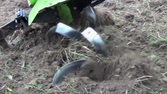 The farmer works with a motorized cultivator to cultivate the land on the plot. Weeding crops and weeds, plowing the land